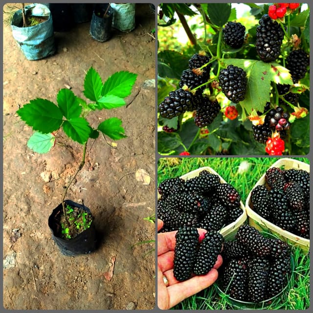 Blackberry Fruit Plant
