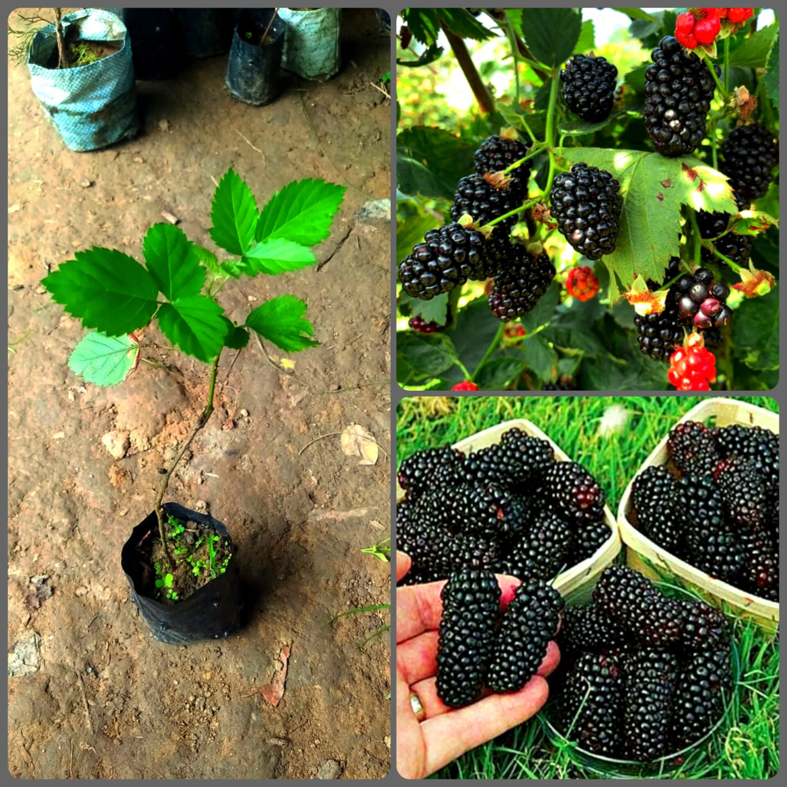 Blackberry Fruit Plant