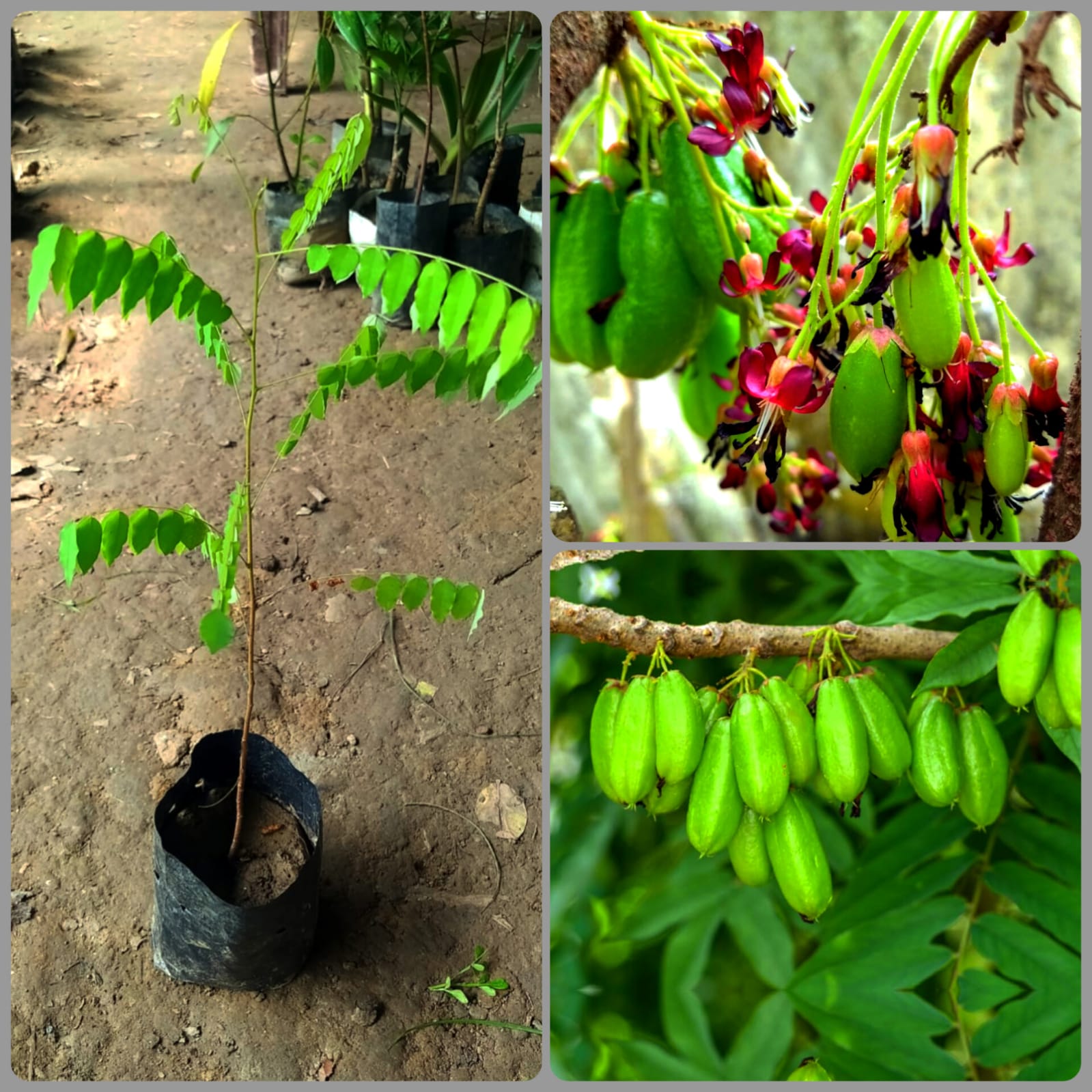 Bilimbi Plant (Averrhoa bilimbi) | Cucumber Fruit Plant