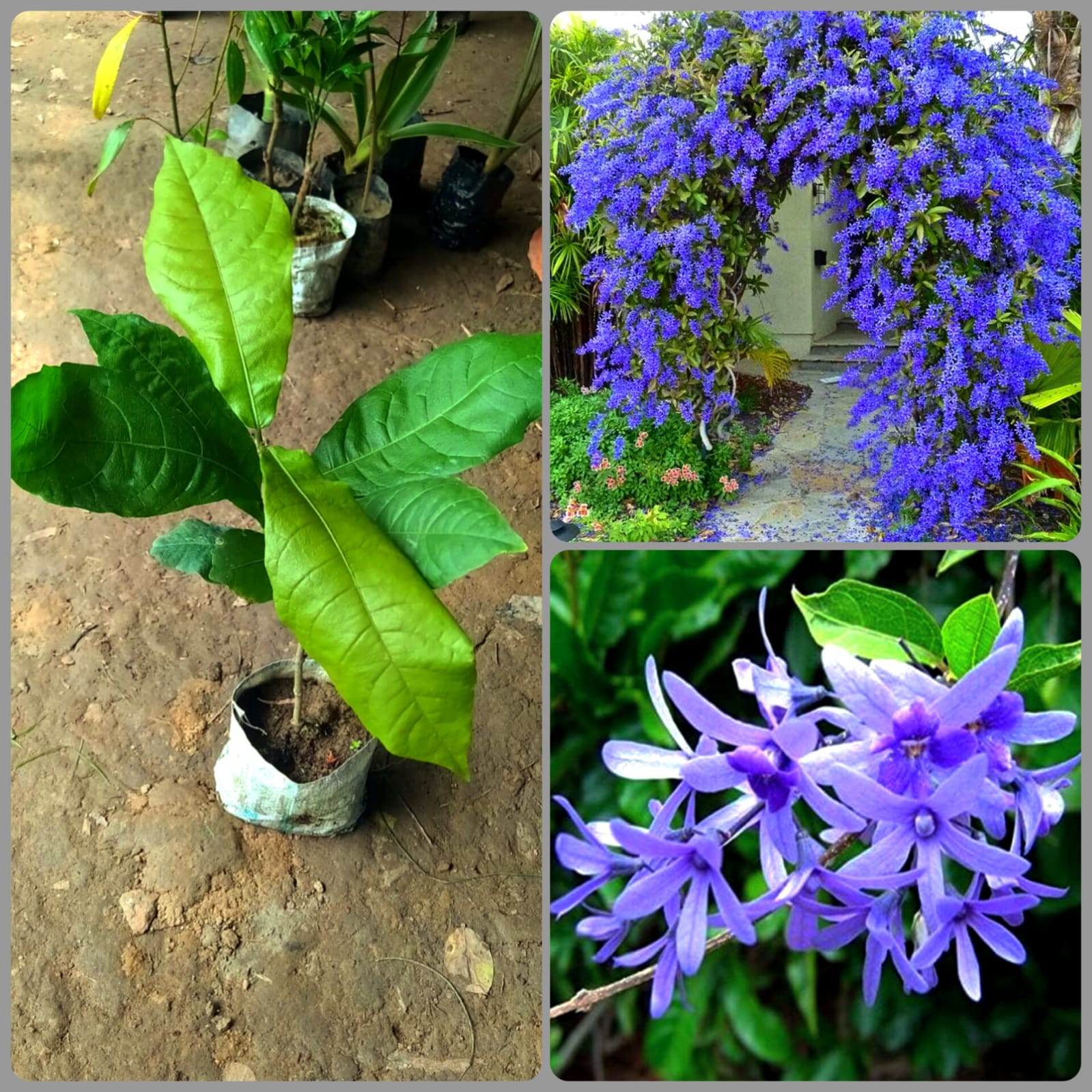 Nilmani Lata Flower Plant