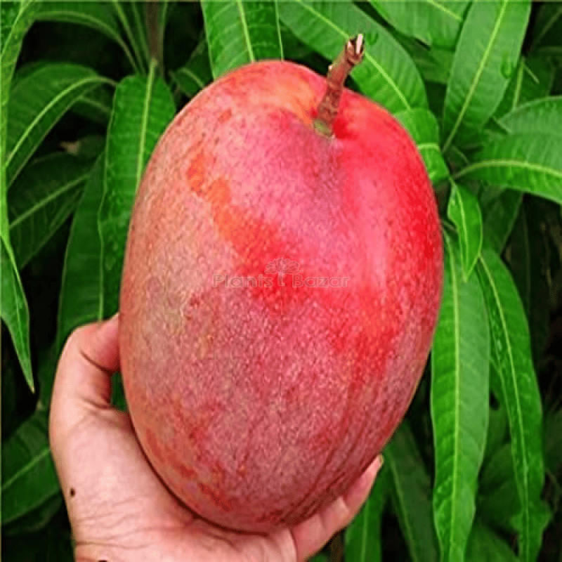Vietnam All Time Mango Plant (Grafted)