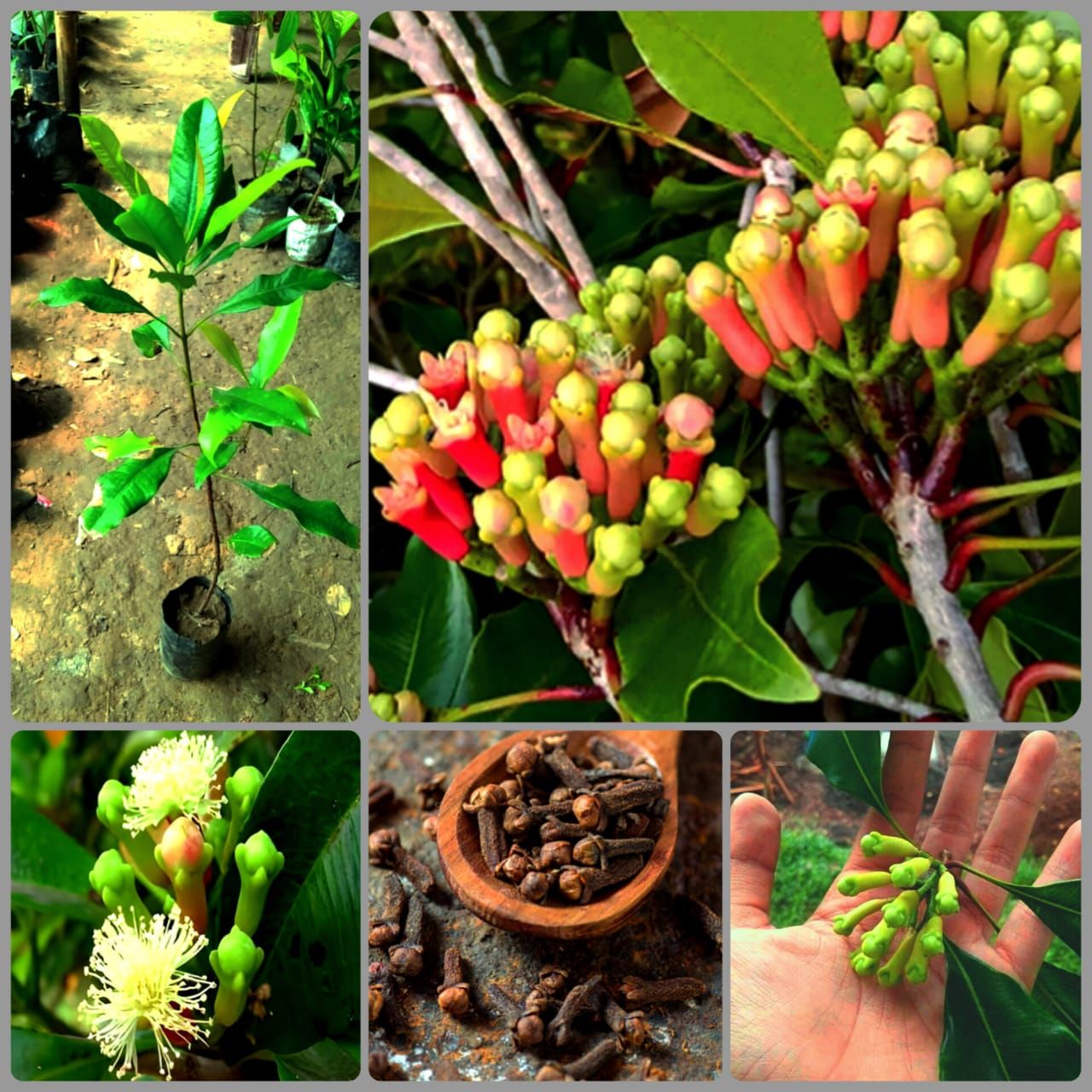 Lavanga Plant (Clove Plant)