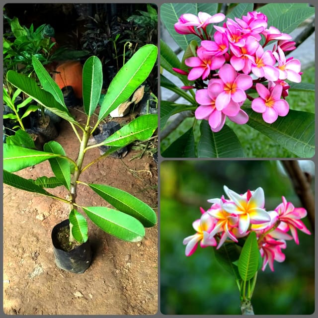 Pink Kath Golap Plant