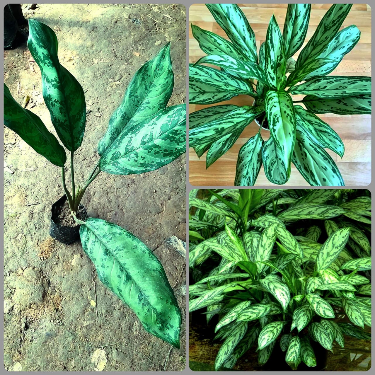 Chinese Evergreen (Aglaonema) Plant