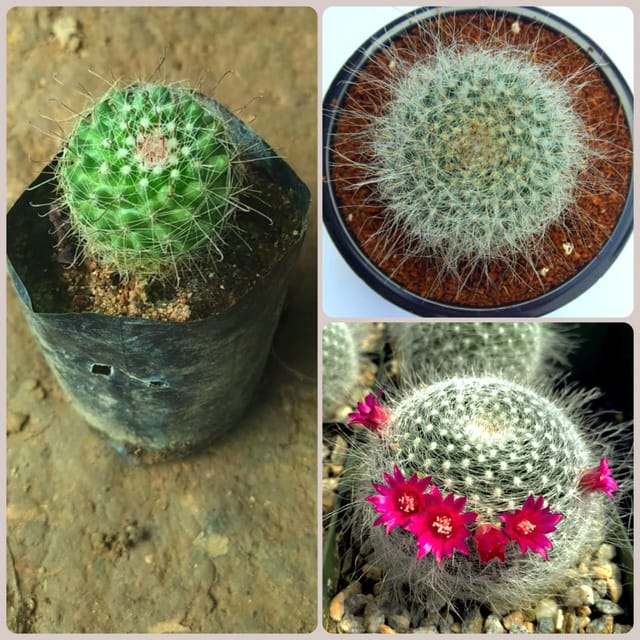 Mammillaria Cactus Plant