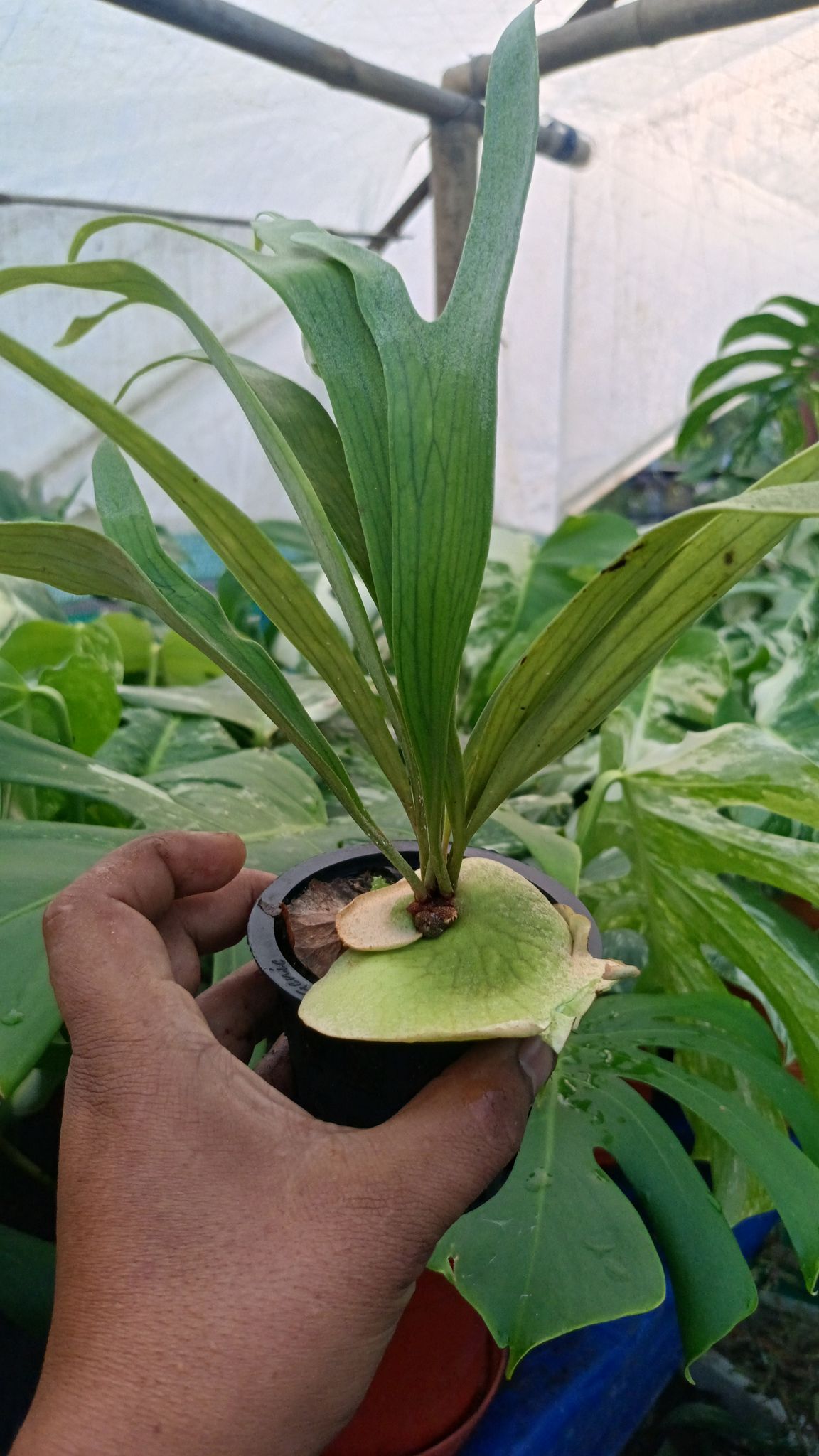 Staghorn Fern (Platycerium) Plant