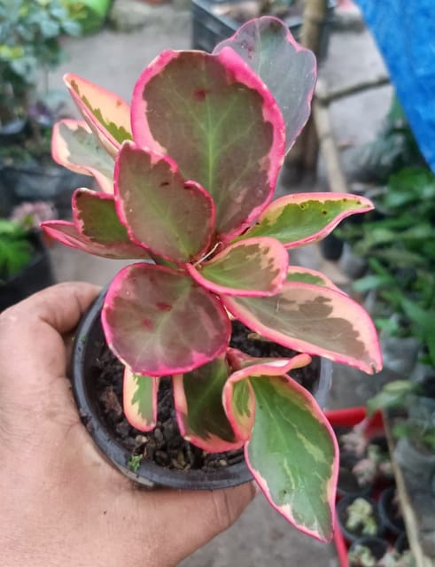 Peperomia Ginny (Jelly Peperomia) Plant