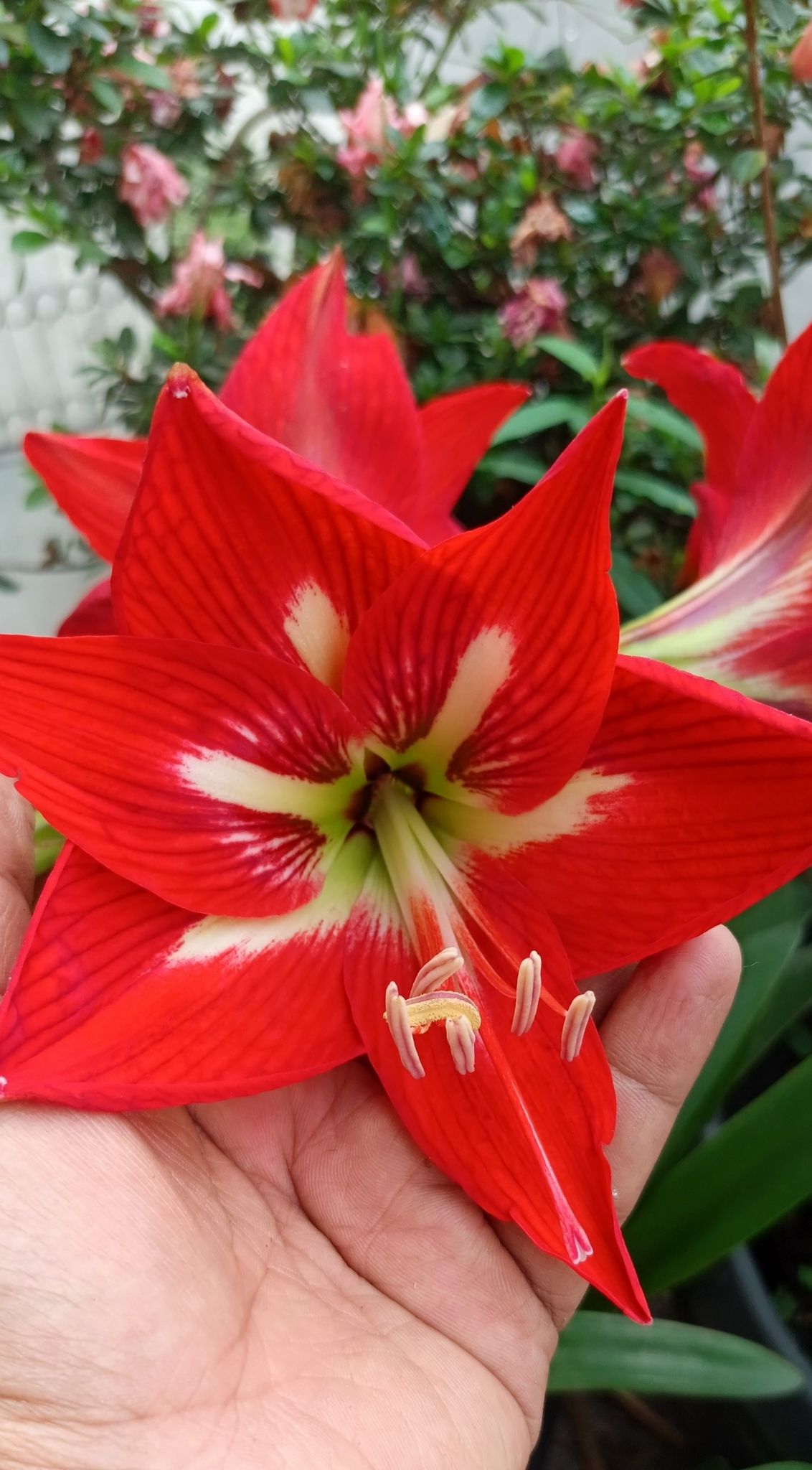 Amaryllis Bulbs Mixed Variety – Pack of 4