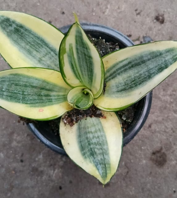 Sansevieria Golden Hahnii – Snake Plant