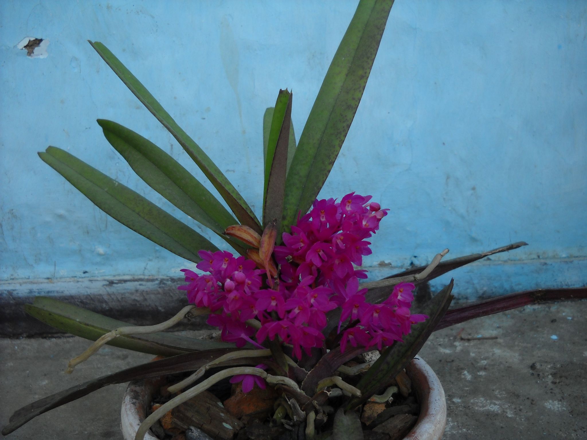 Mini Orchid Plant – Ascocentrum Ampullaceum