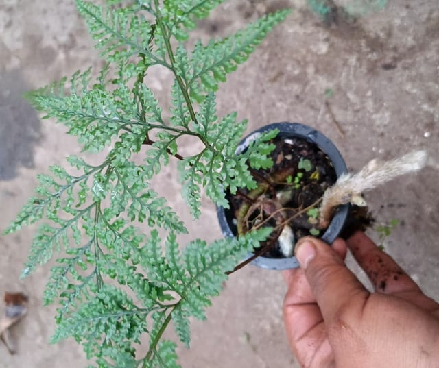 Rabbit’s Foot Fern (Davallia)  Plant