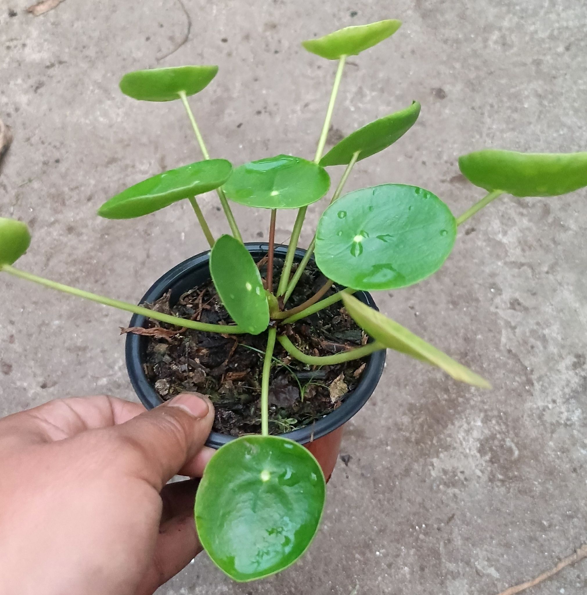 Chinese Money Plant (Pilea Peperomioides)