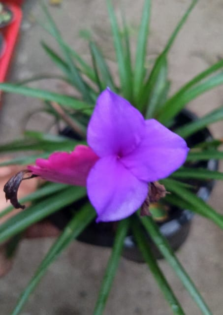 Pink Quill Plant (Tillandsia Cyanea)