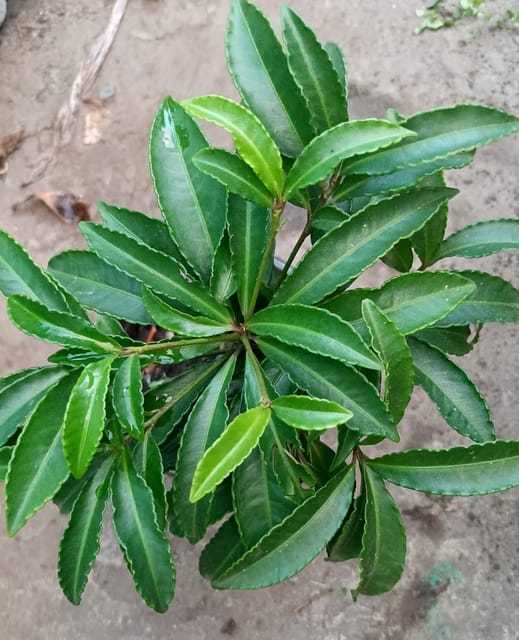 Christmas Berry Plant (Ardisia Crenata)