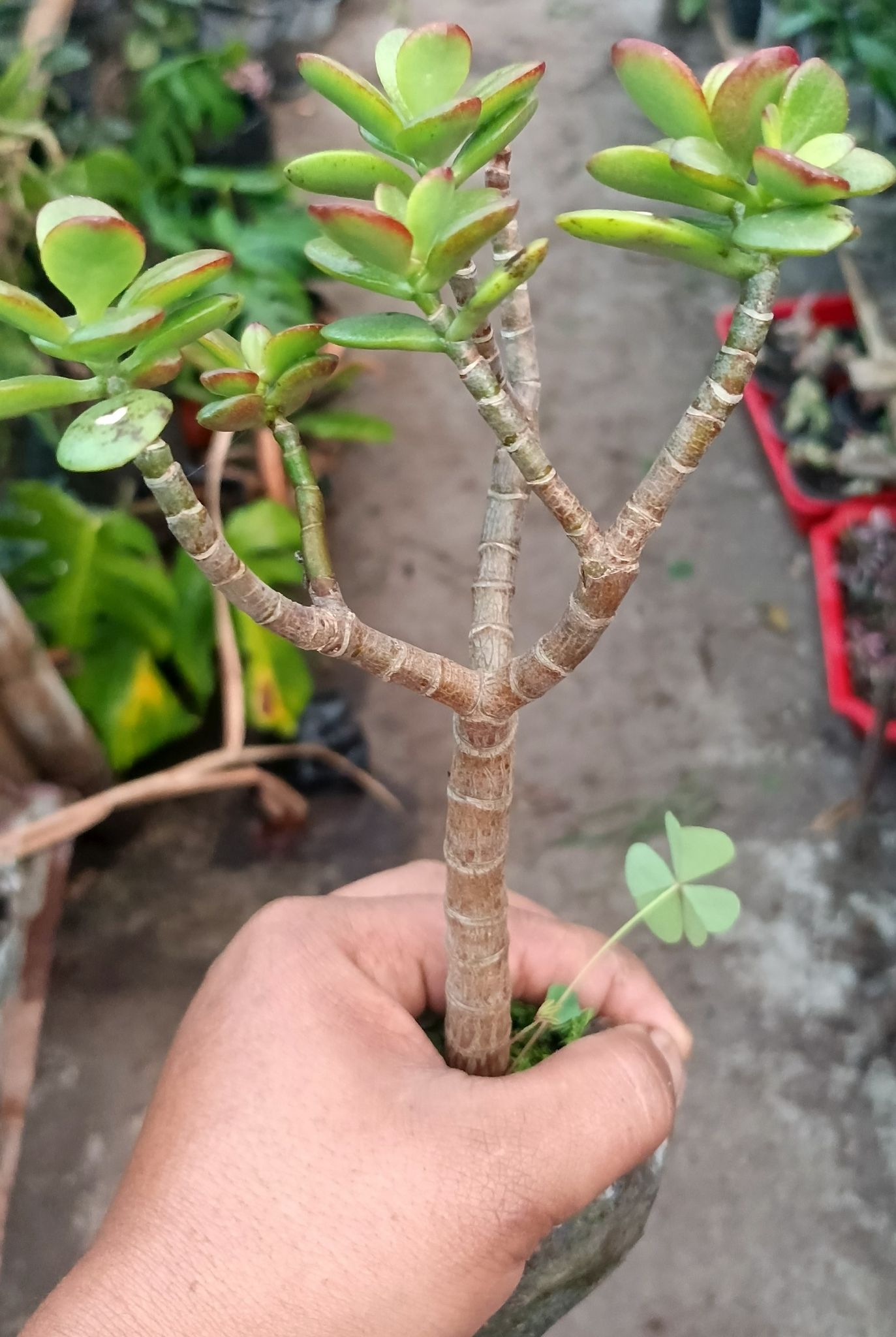 Jade Plant (Crassula ovata)