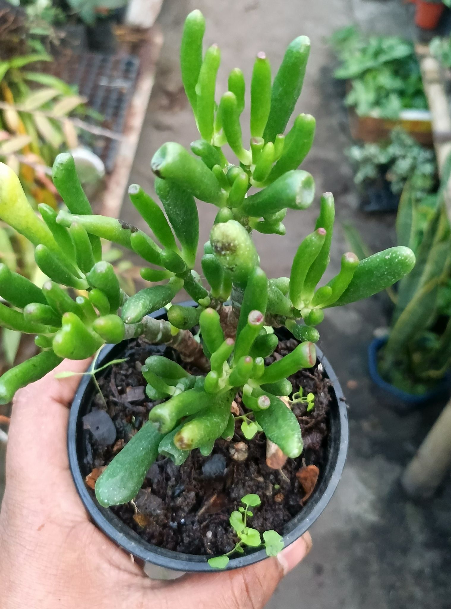 The Finger Jade Plant Or Finger Crassula Plant