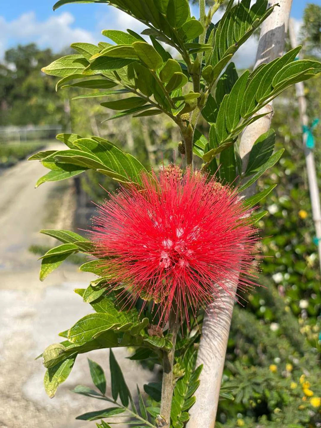 Calliandra / Powder Puff (Red) Plant