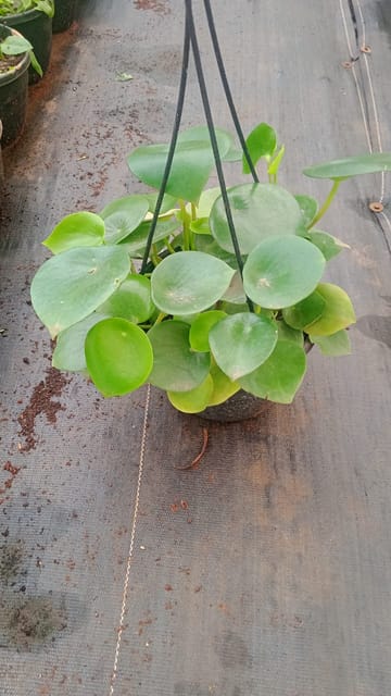Chinese Money Plant (Pilea peperomioides)