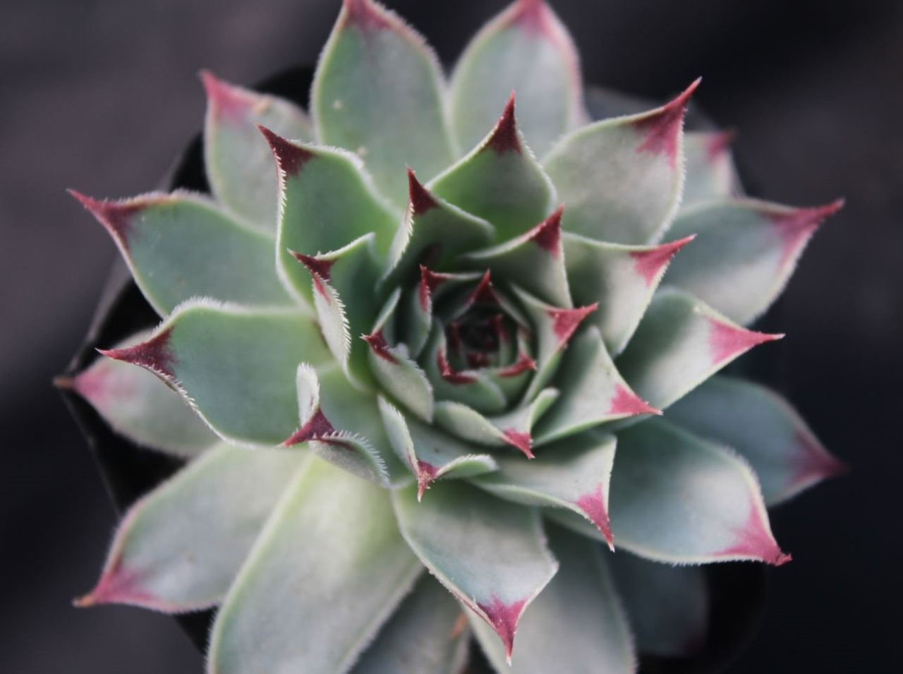 The Lakshmi Kamal Plant