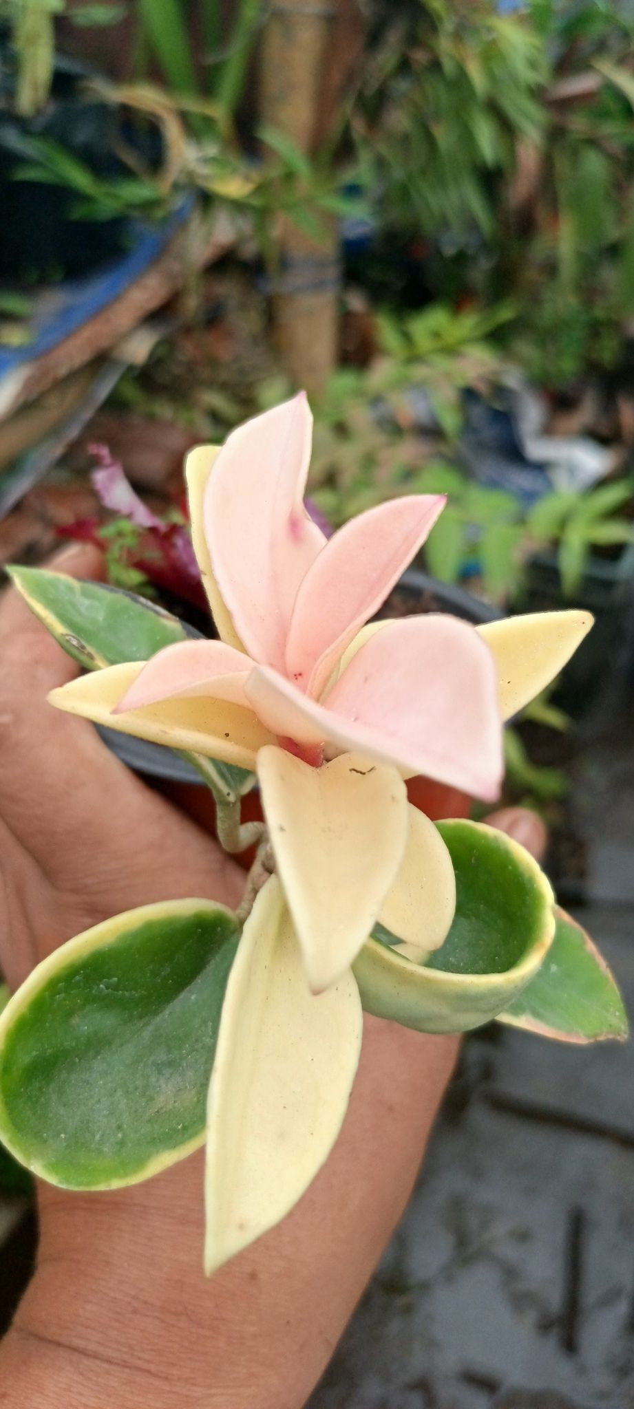 Hoya Pubicalyx | Silver Splash Wax Plant