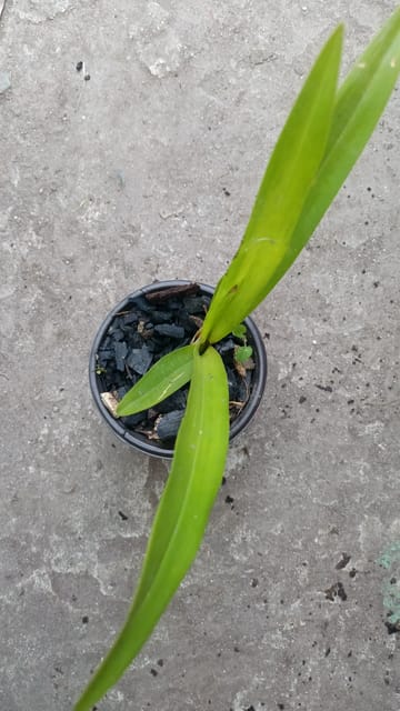 Oncidium Orchid (Dancing Lady) Plant