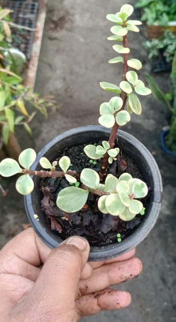Mini Jade Plant