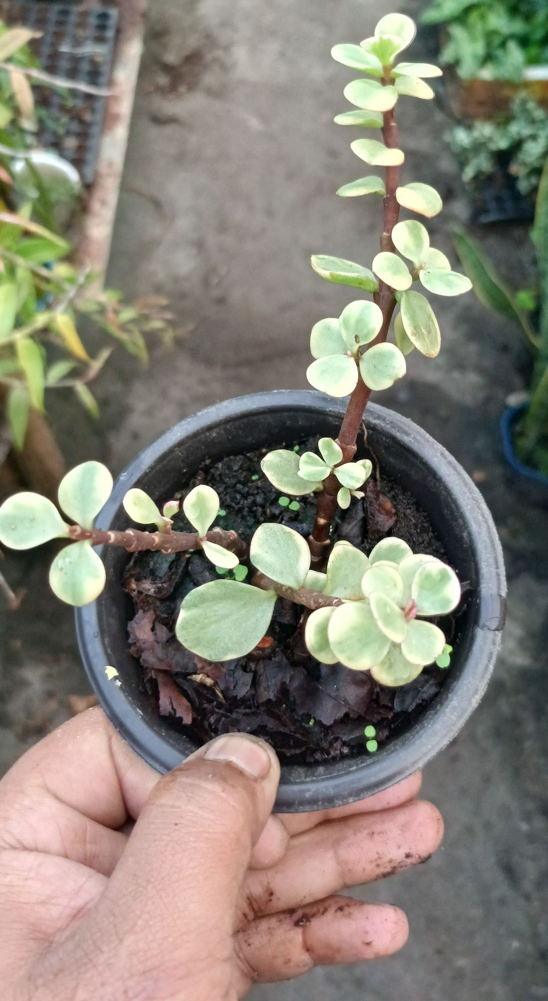 Mini Jade Plant