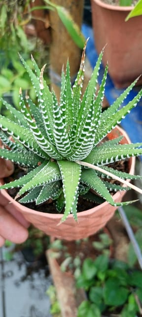 Zebra Haworthia (Haworthiopsis Fasciata) Plant