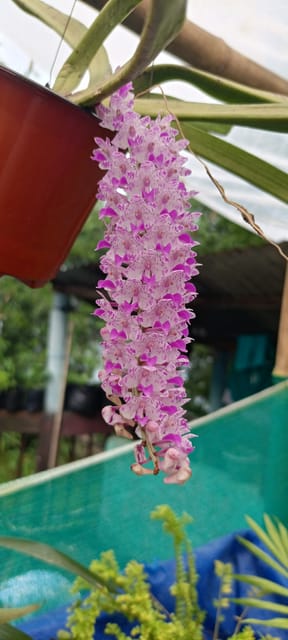 Rhynchostylis Retusa Foxtail Orchid | Kopou Phul Plant Rhynchostylis Retusa Foxtail Orchid | Kopou Phul Plant