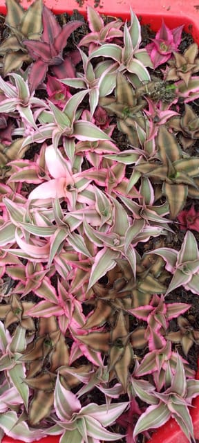 Cryptanthus Plant (Earth Star Plant) Pack of 5 Cryptanthus Plant (Earth Star Plant) Pack of 5