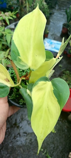 Philodendron Hederaceum Plant (Heartleaf Philodendron)