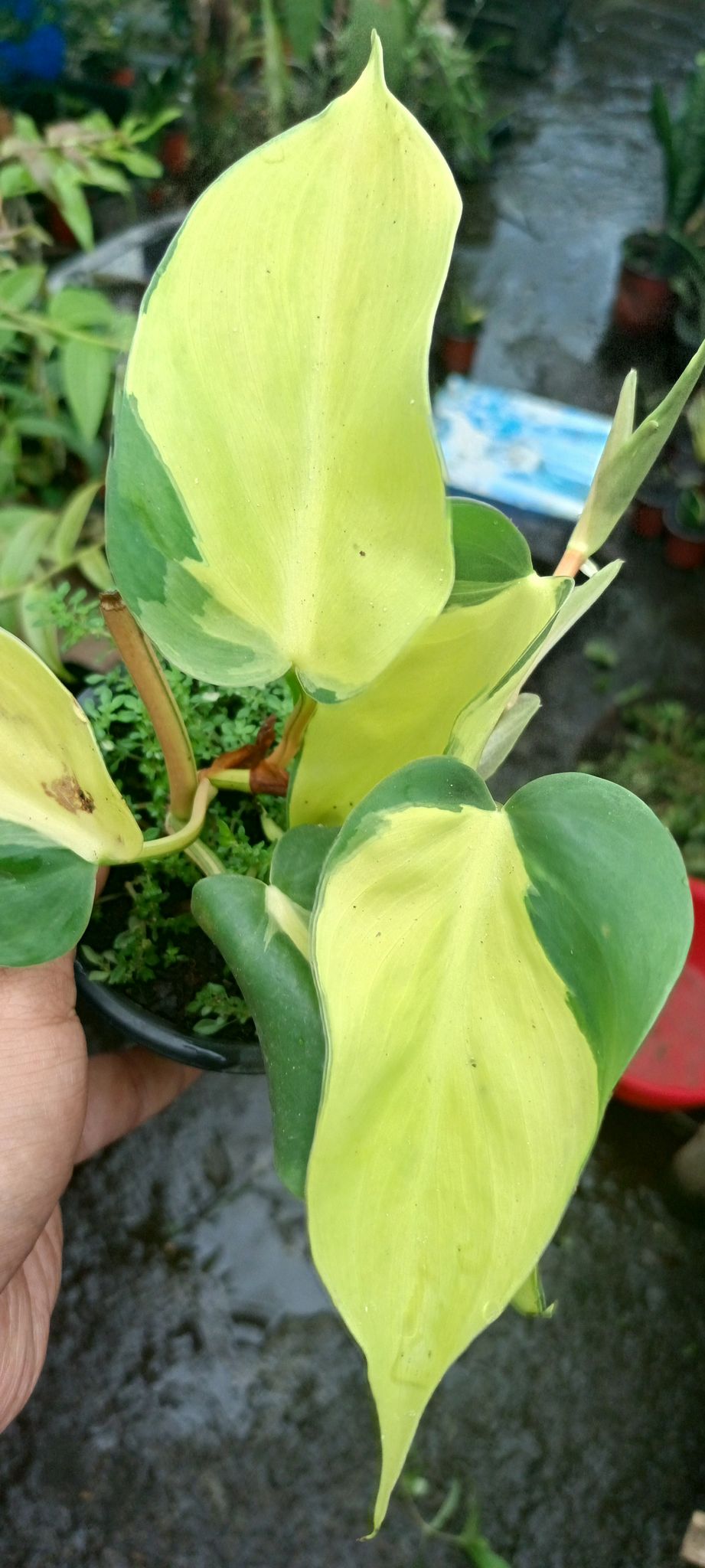 Philodendron Hederaceum Plant (Heartleaf Philodendron)