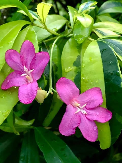 Limonia Plant (Pink)