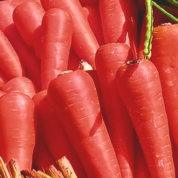 Red Carrot (Lal Gajar) F1 Hybrid Seeds (Pack of 50 seeds)