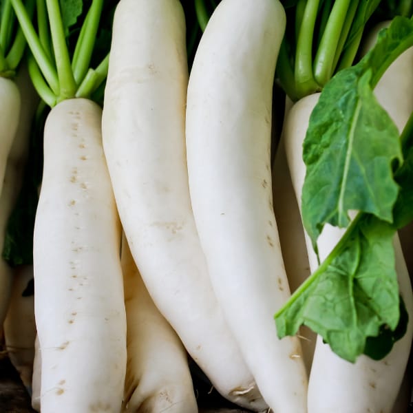 Radish (Mooli) F1 Hybrid Seeds(Pack of 30 seeds)
