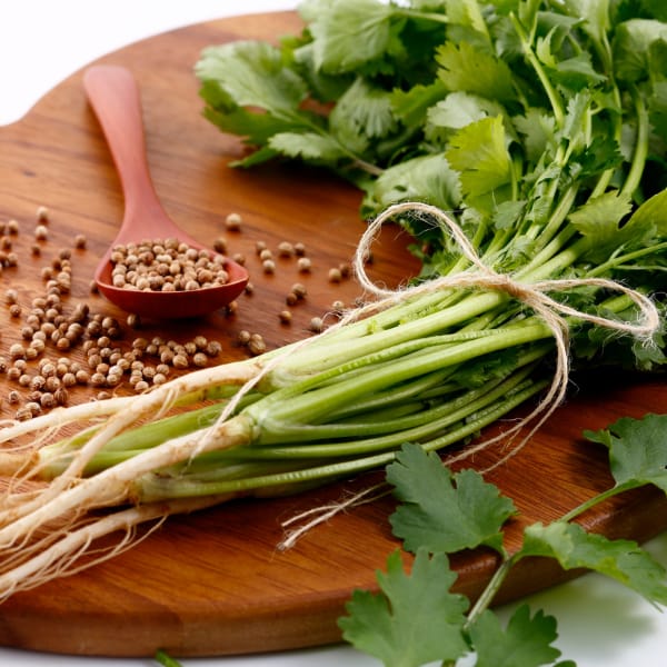 Coriander (Dhaniya) F1 Hybrid Seeds (Pack of 45 seeds)