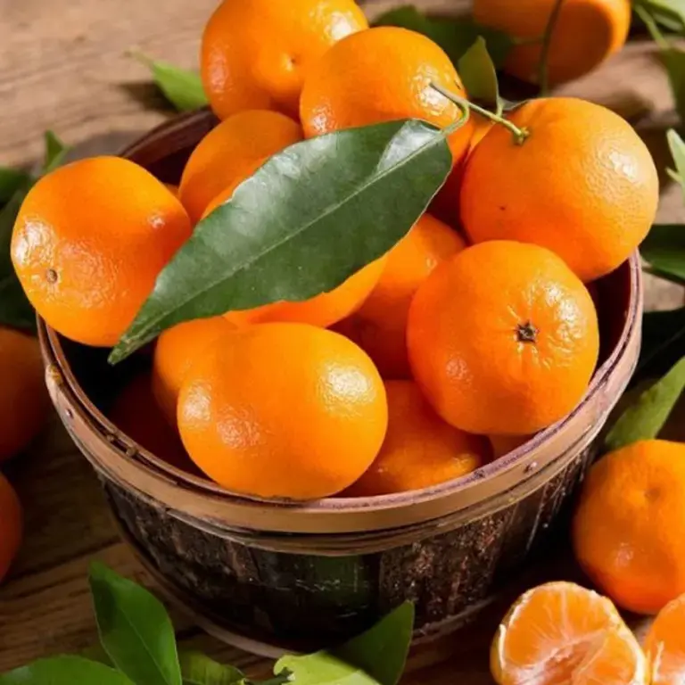 Sweet Mandarin Orange Plant