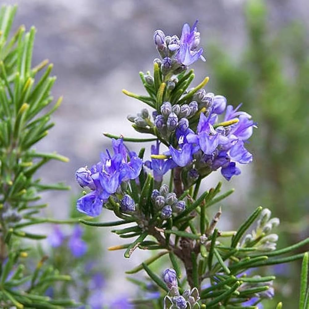 Rosemary Plant (Light Blue)