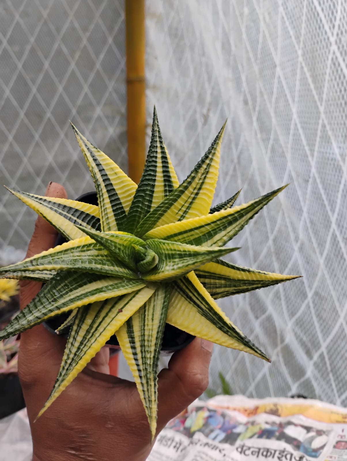 Variegated Limifolia Haworthia Plant