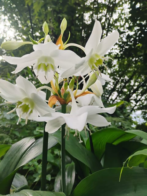 Eucharis Lily Bulbs (Pack of 5) Eucharis Lily Bulbs (Pack of 5)