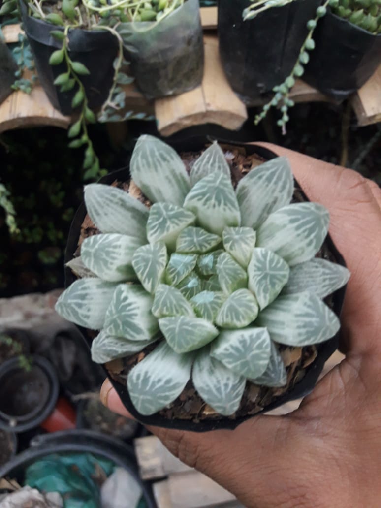 Haworthia Cooperi Variegated Pilifera Plant