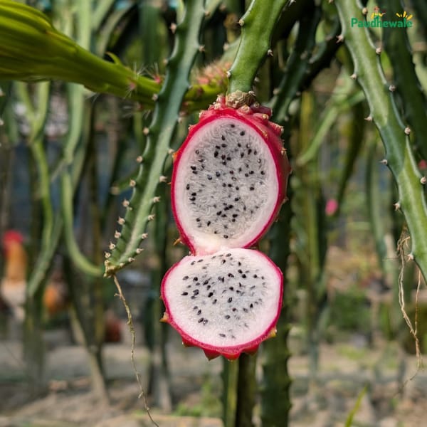 Baby Cerrado Dragon Fruit Plant