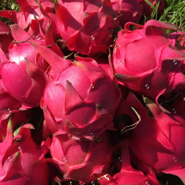 Taiwan Jumbo Dragon Fruit Plant (50 Rooted Plants) Taiwan Jumbo Dragon Fruit Plant (50 Rooted Plants)