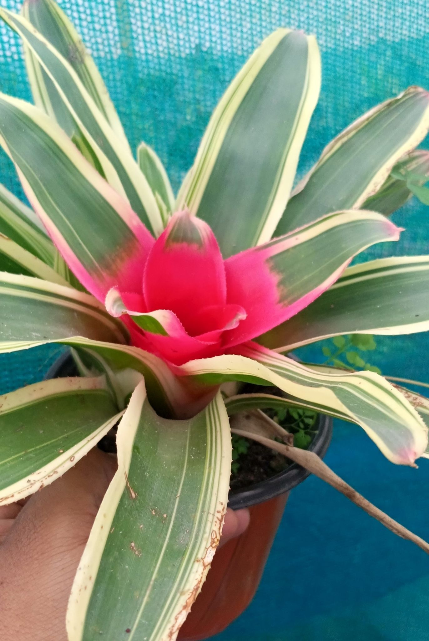 Bromeliad Neoregelia Plant