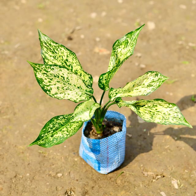 Aglaonema Plant (Chinese Evergreen)