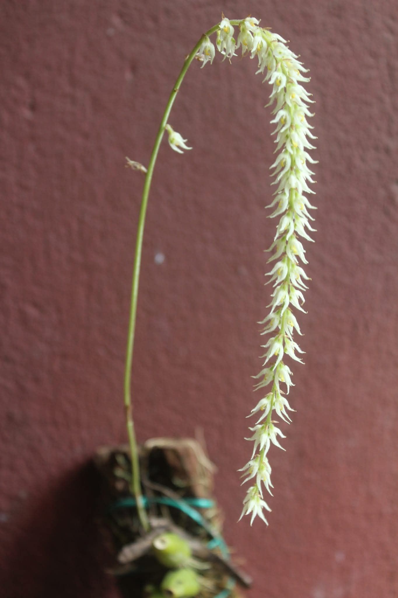 Bulbophyllum Hirtum Orchid Plant