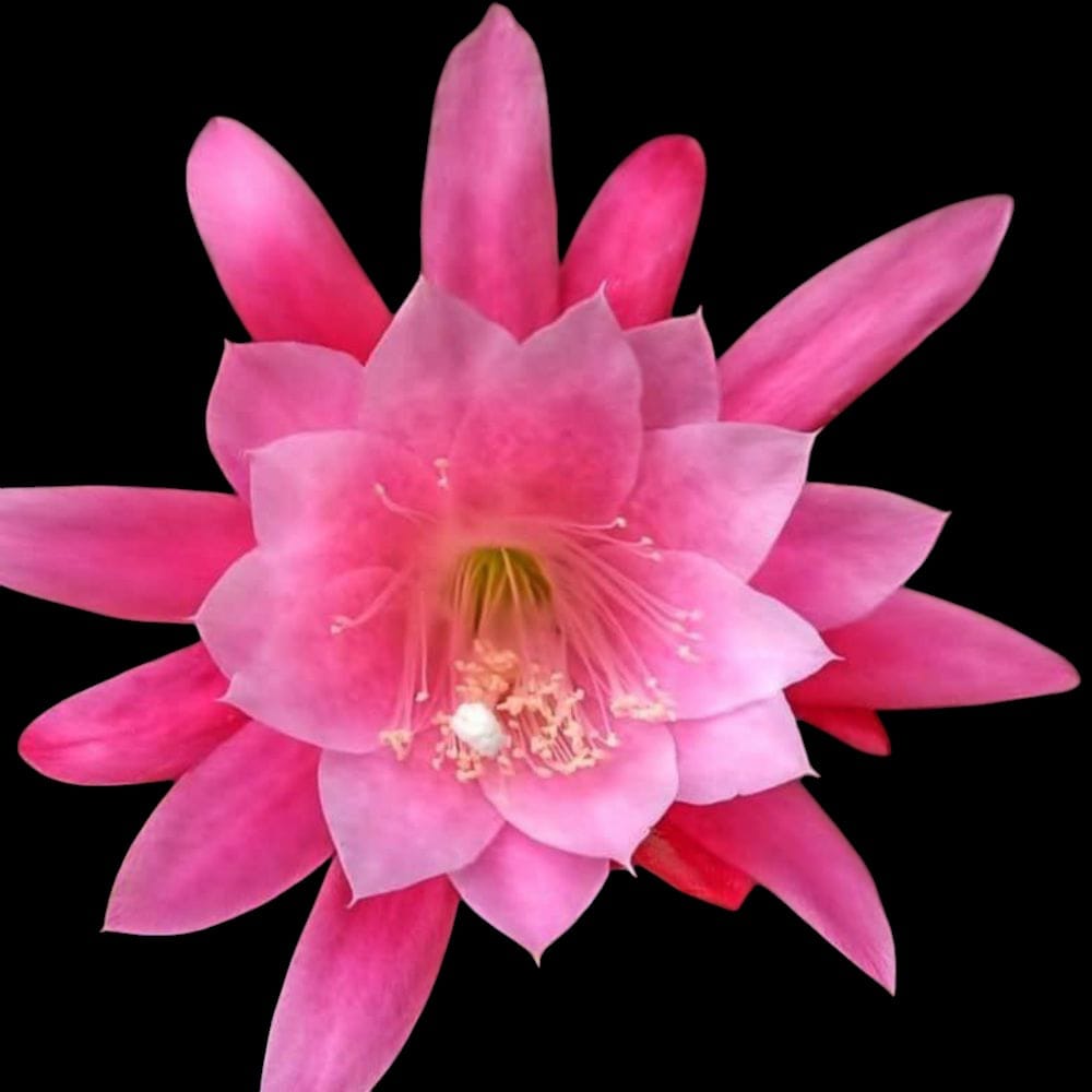 Brahma Kamal Plant (Pink variety)