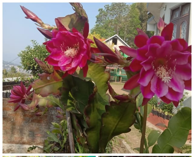 Brahma Kamal Plant  (Purple variety)