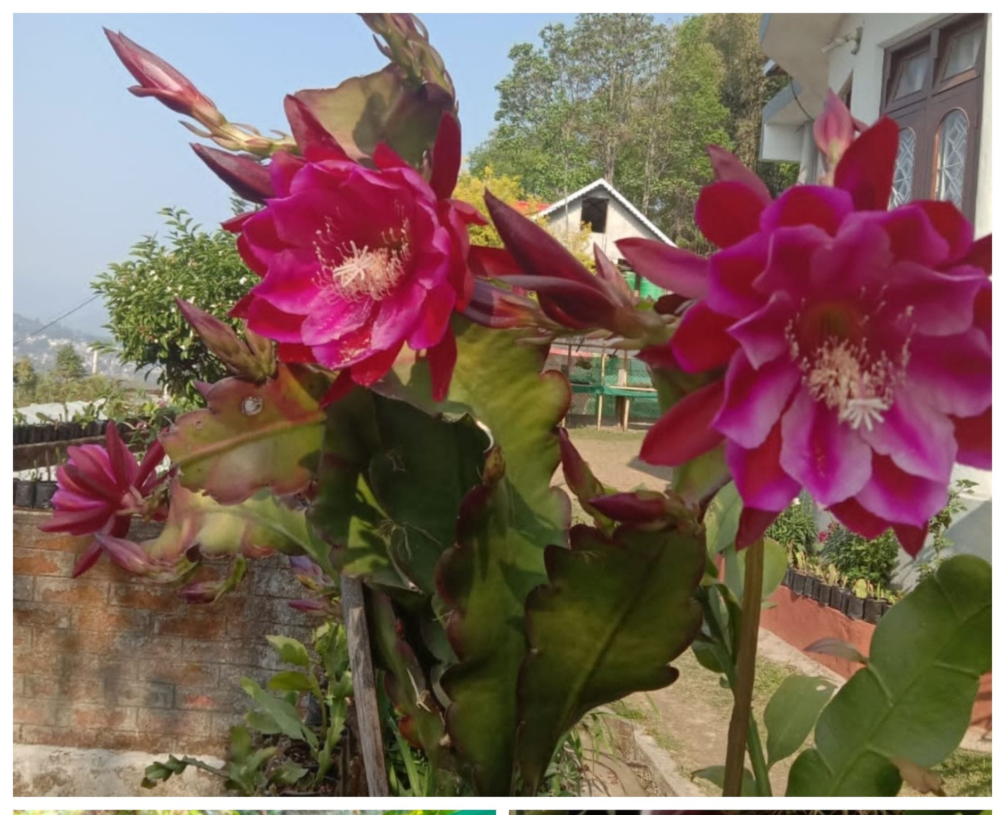Brahma Kamal Plant  (Purple variety)