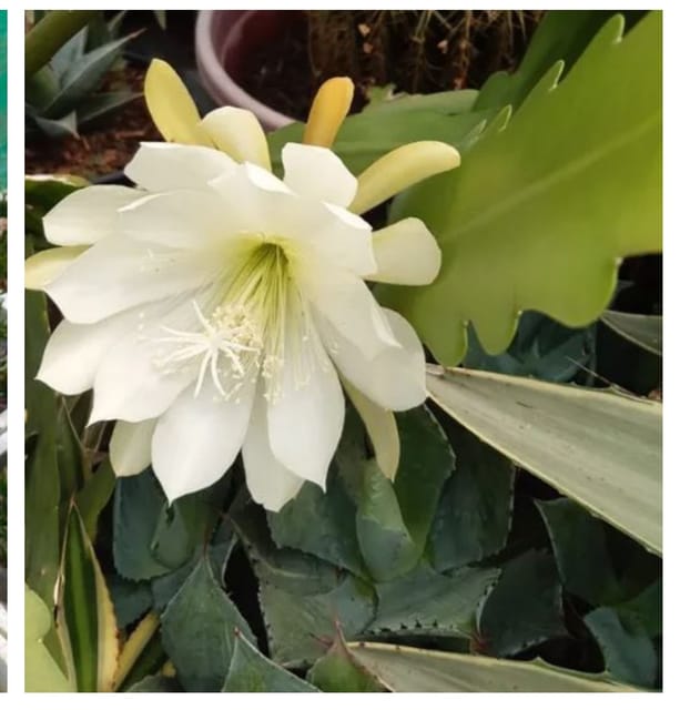 Brahma Kamal Plant (White)